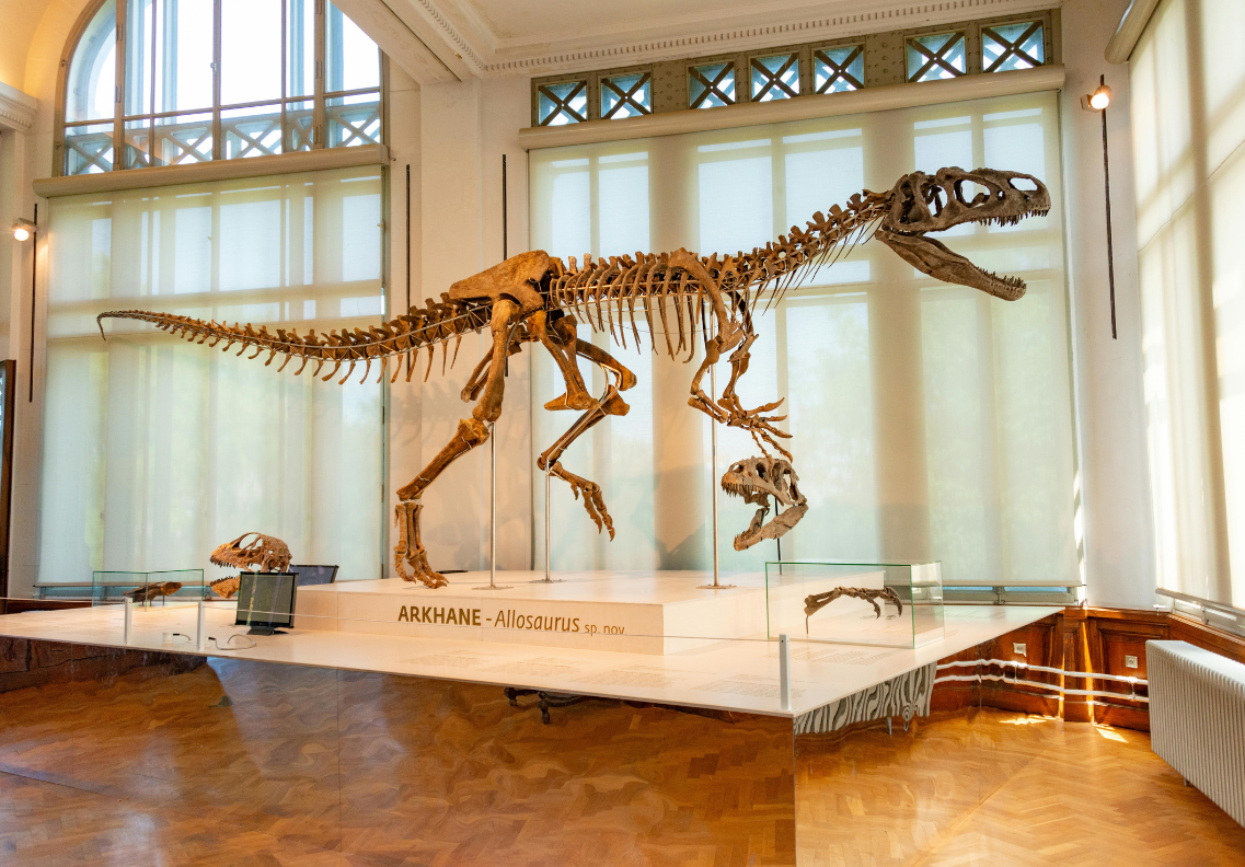 VQ Museum Studio - Natural History Exhibitions